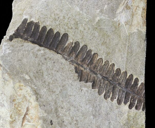 Pecopteris Fern Fossil - Missouri #65956